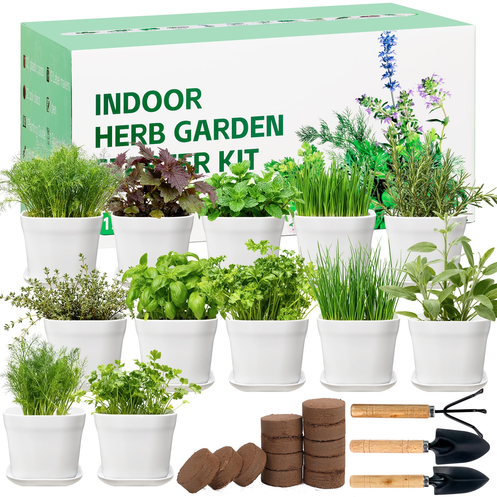 BuggyBeds 12 herb seeds varieties for indoor planting and fresh flavors