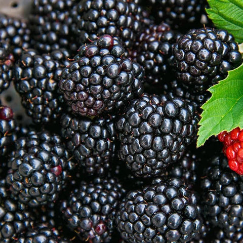 BuggyBeds 200+ blackberry seeds pack for easy high-yield fruit in home gardens.
