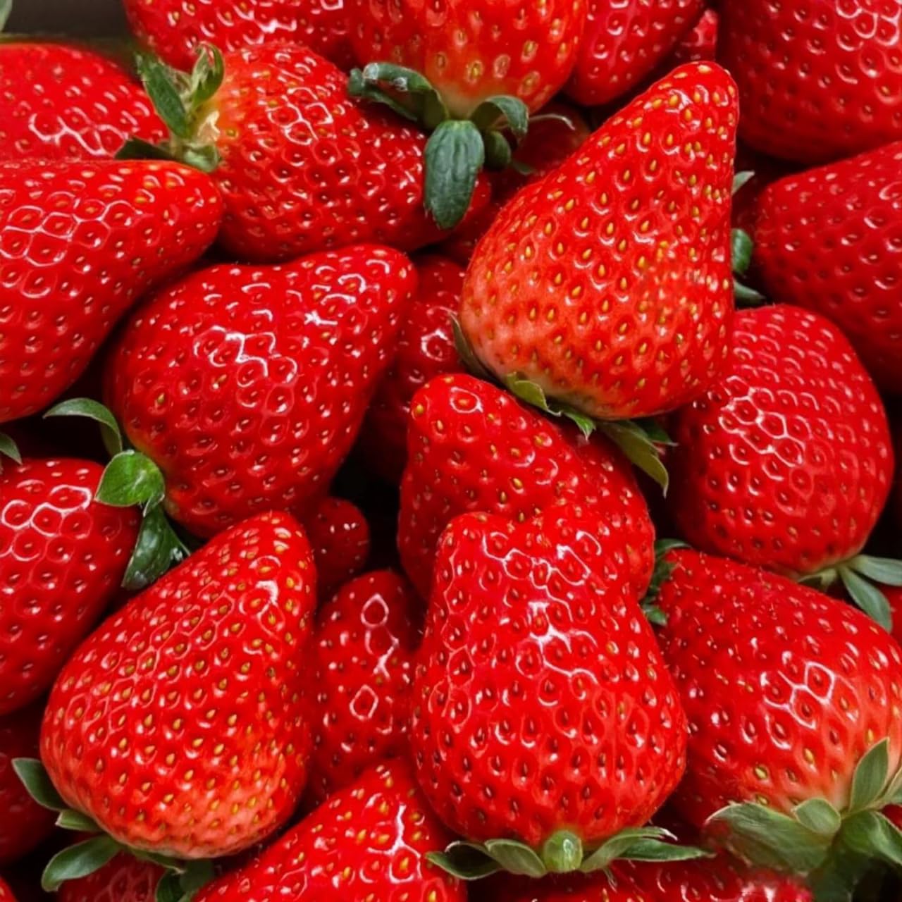 BuggyBeds 2000 Cream Strawberry Seeds Pack, beginner-friendly start for home gardens.