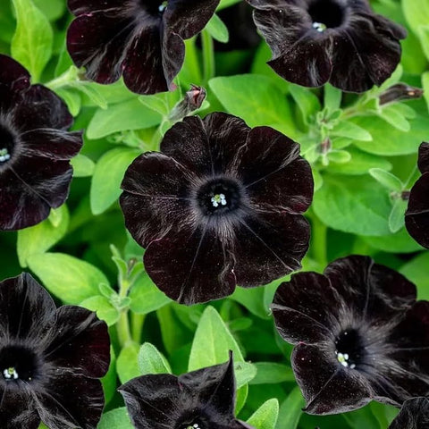 BuggyBeds 300 Black Petunia seeds pack ready for bold garden beds and borders.