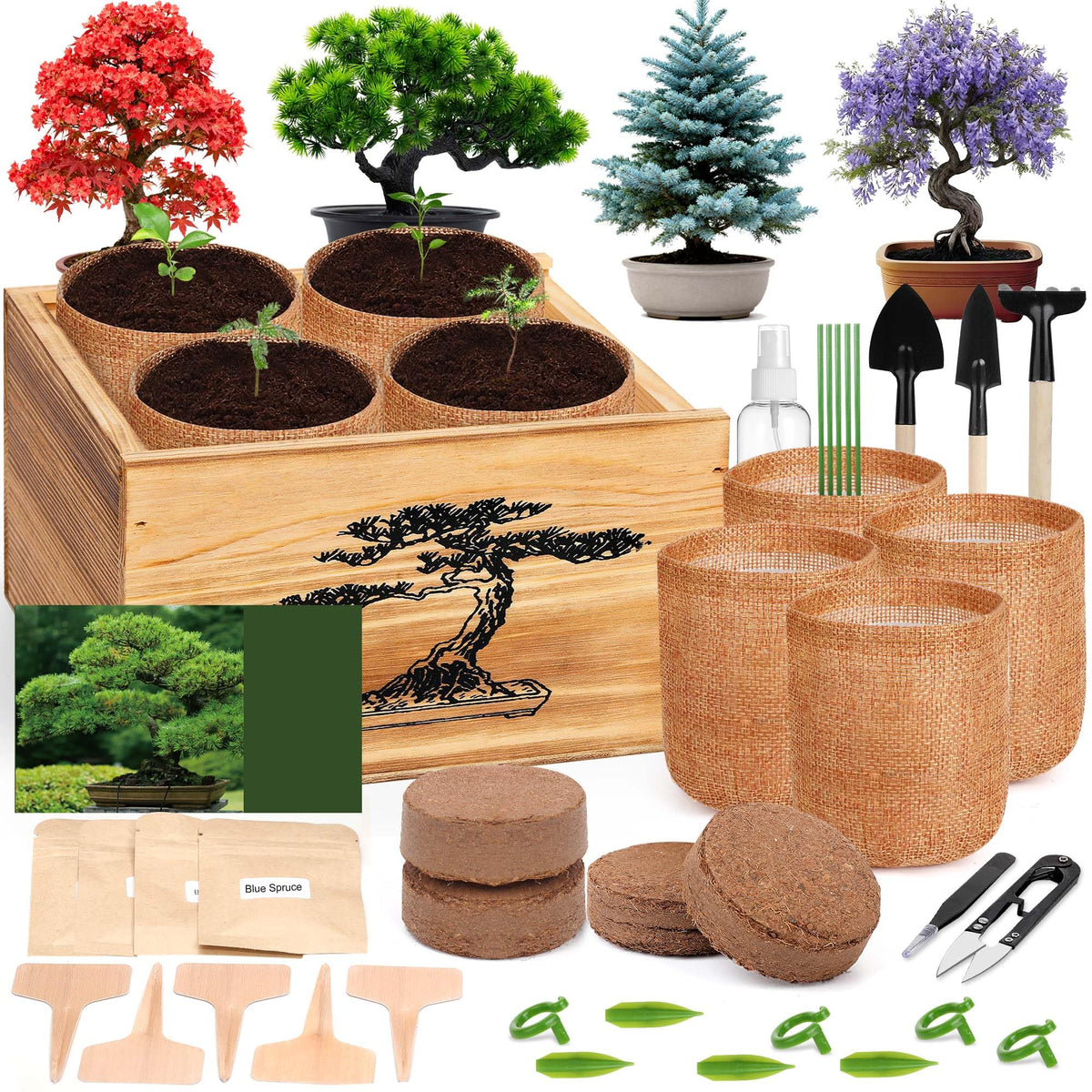 BuggyBeds 4 Pack Bonsai Tree Kit box with tools for beginner indoor gardening