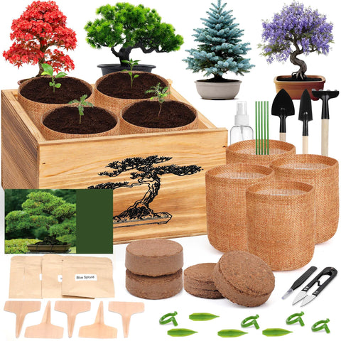 BuggyBeds 4 Pack Bonsai Tree Kit box with tools for beginner indoor gardening