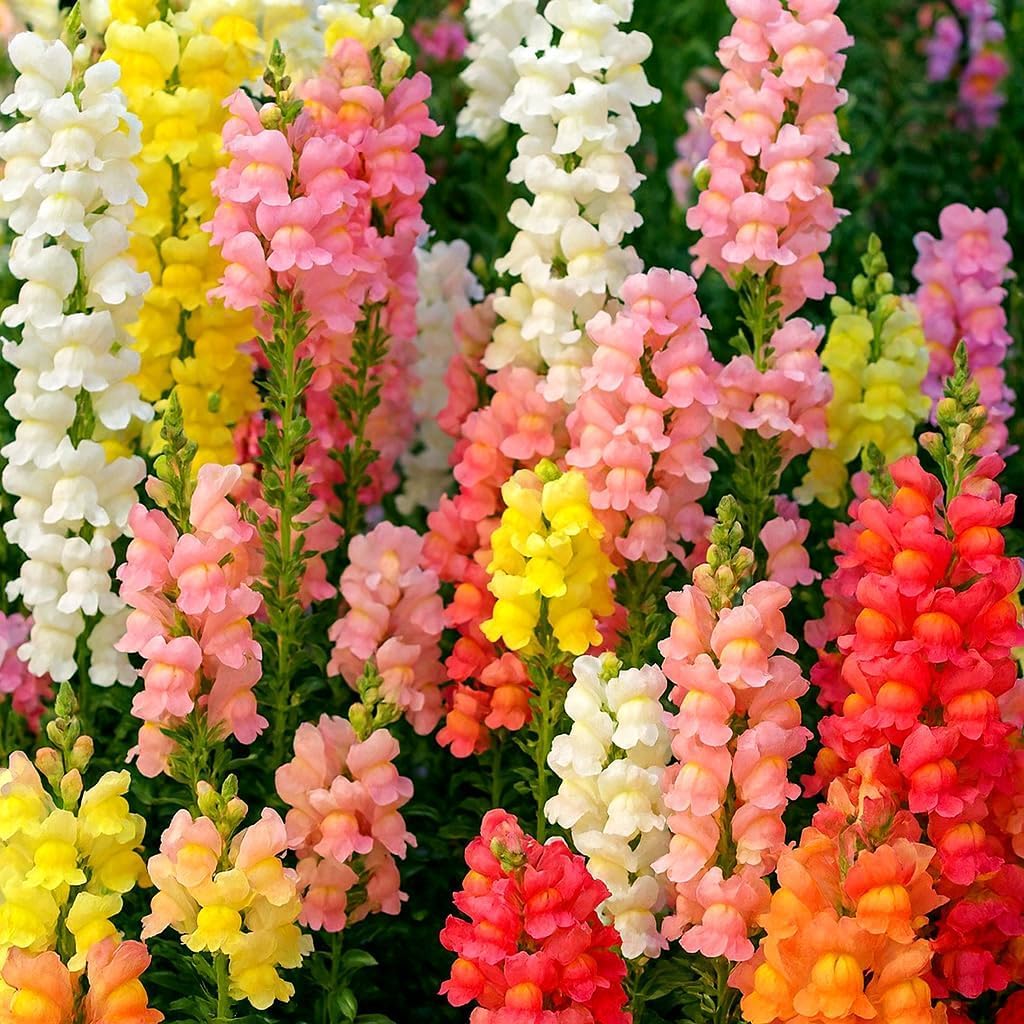 BuggyBeds 5000-dwarf-snapdragon seeds bulk pack for abundant planter projects.