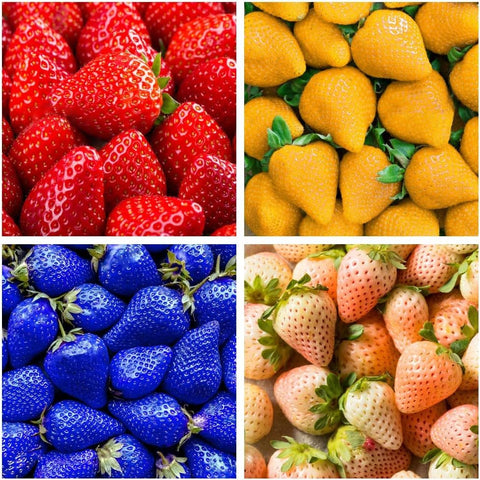 BuggyBeds 800 mixed strawberry seeds pack with four colors for diverse home gardens