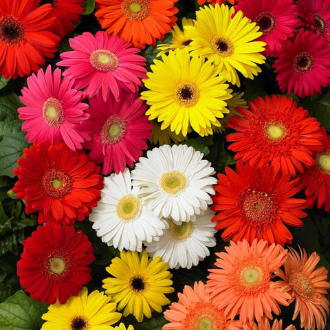 Close-up of BuggyBeds African Daisy bloom showing bright petals for focal garden spots