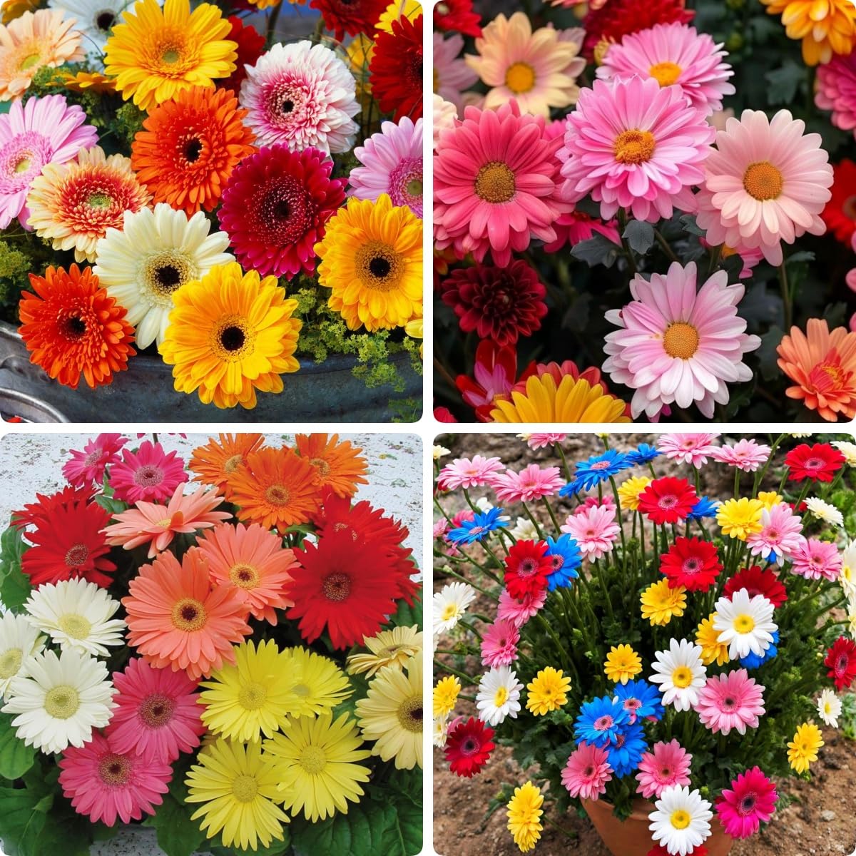 BuggyBeds African Daisy seeds pack front with vibrant color options for borders