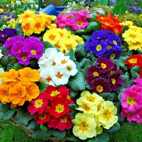 BuggyBeds African violet seeds in container view, perfect for bright indoor decor.