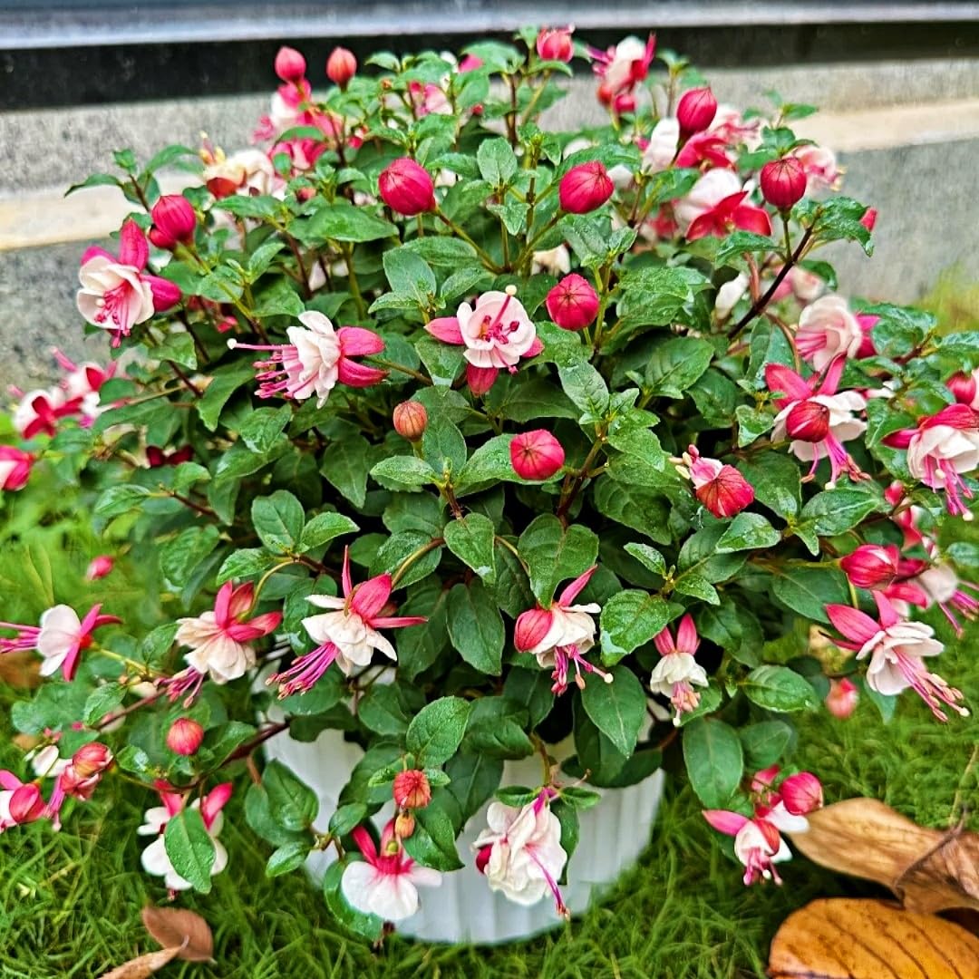 BuggyBeds annual fuchsia blooms bring color from spring through fall.