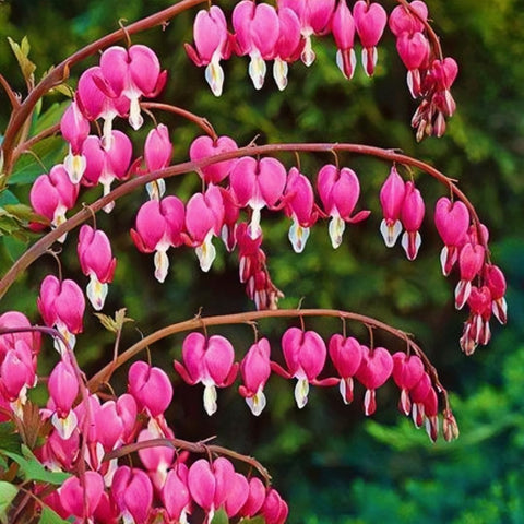 BuggyBeds arching stems with dangling heart-shaped flowers for borders.