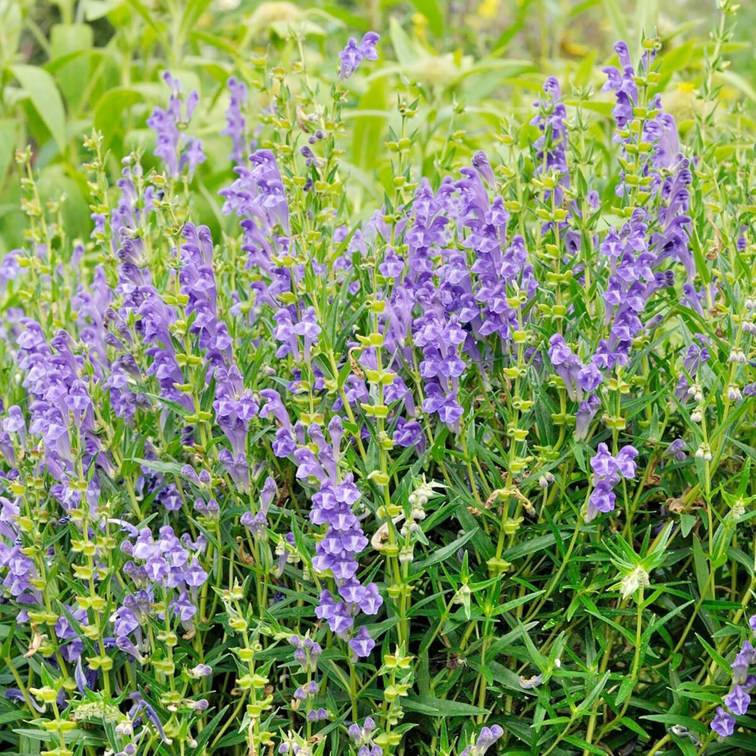 BuggyBeds Baical Skullcap in container garden setup for versatile herb growing.