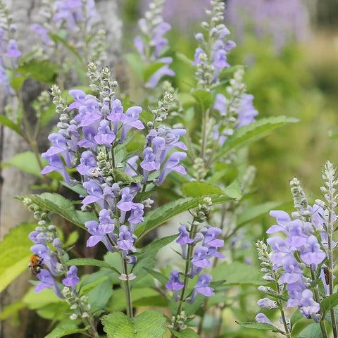 BuggyBeds Baical Skullcap seeds ready for ornamental herb beds and naturalized spaces.