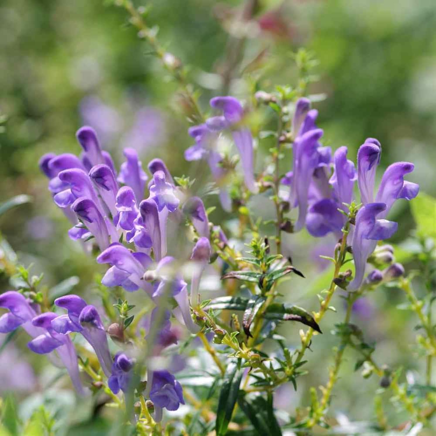 BuggyBeds Baical Skullcap seeds in package highlighting easy growing for new gardeners.