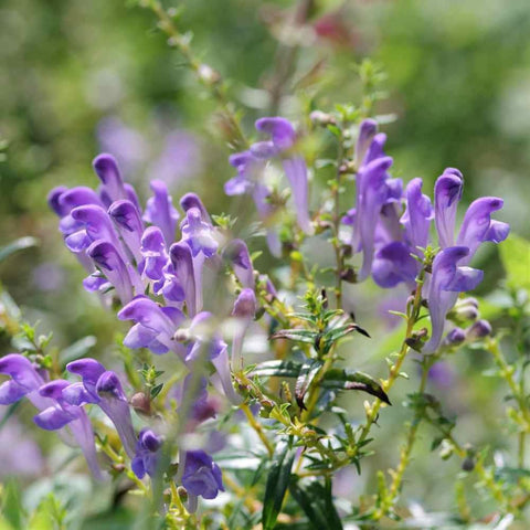BuggyBeds Baical Skullcap seeds in package highlighting easy growing for new gardeners.