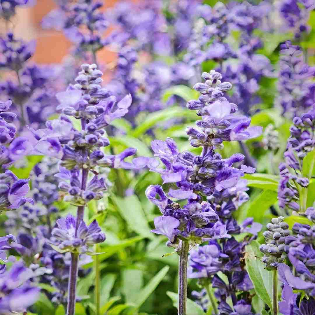 BuggyBeds Baptisia seeds offer blue-purple blooms in borders and meadows.