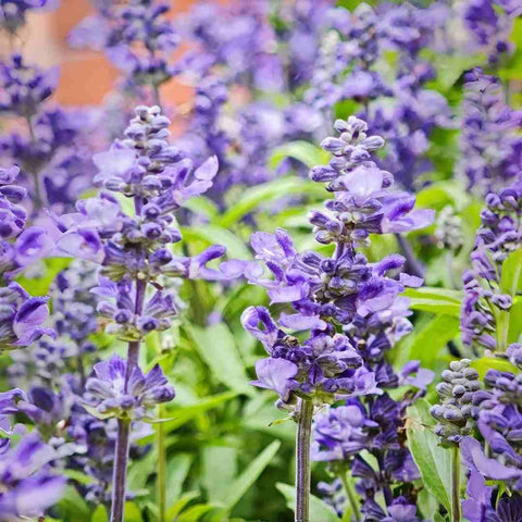 BuggyBeds Baptisia seeds offer blue-purple blooms in borders and meadows.