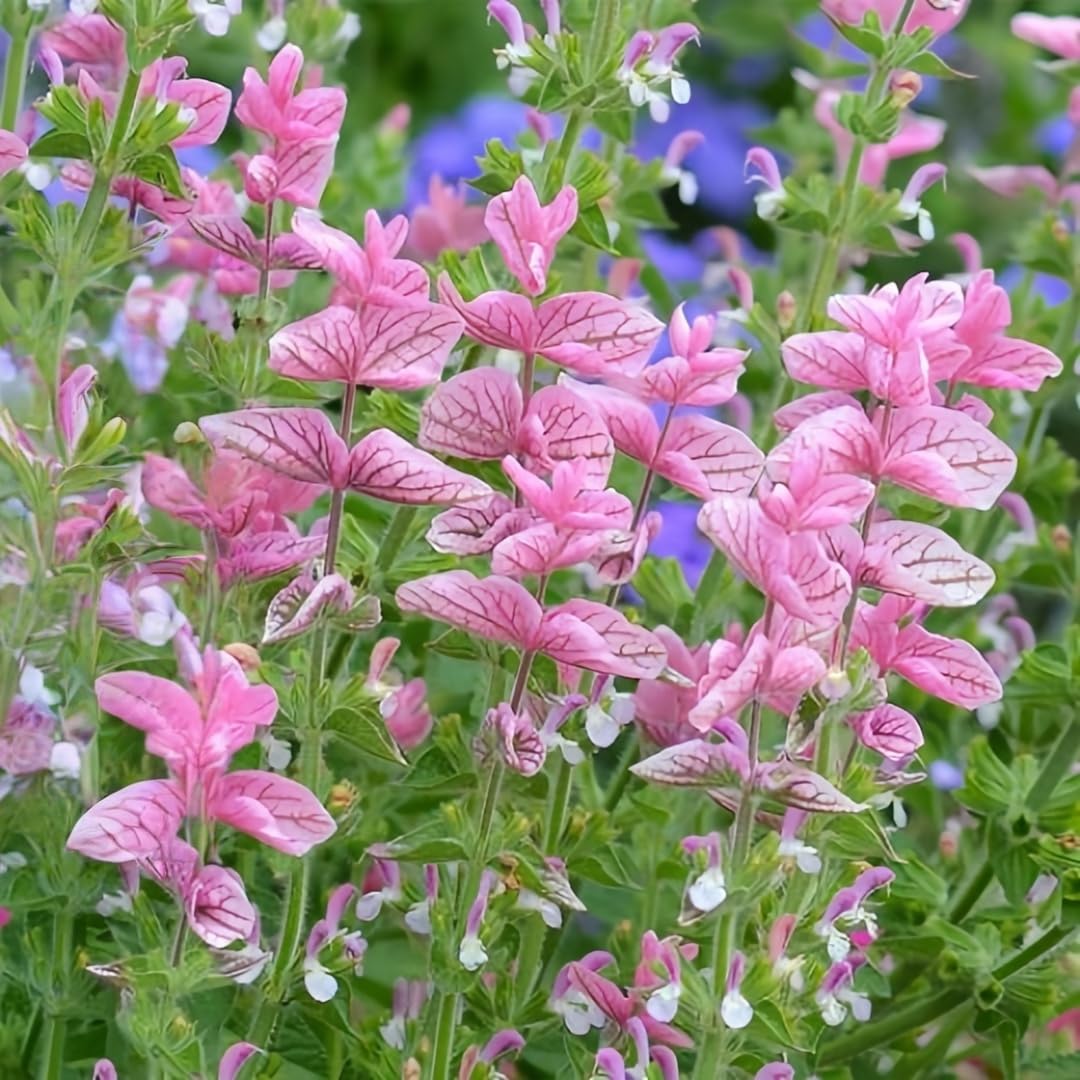BuggyBeds Baptisia blue-purple flowers preview for a vertical garden accent.