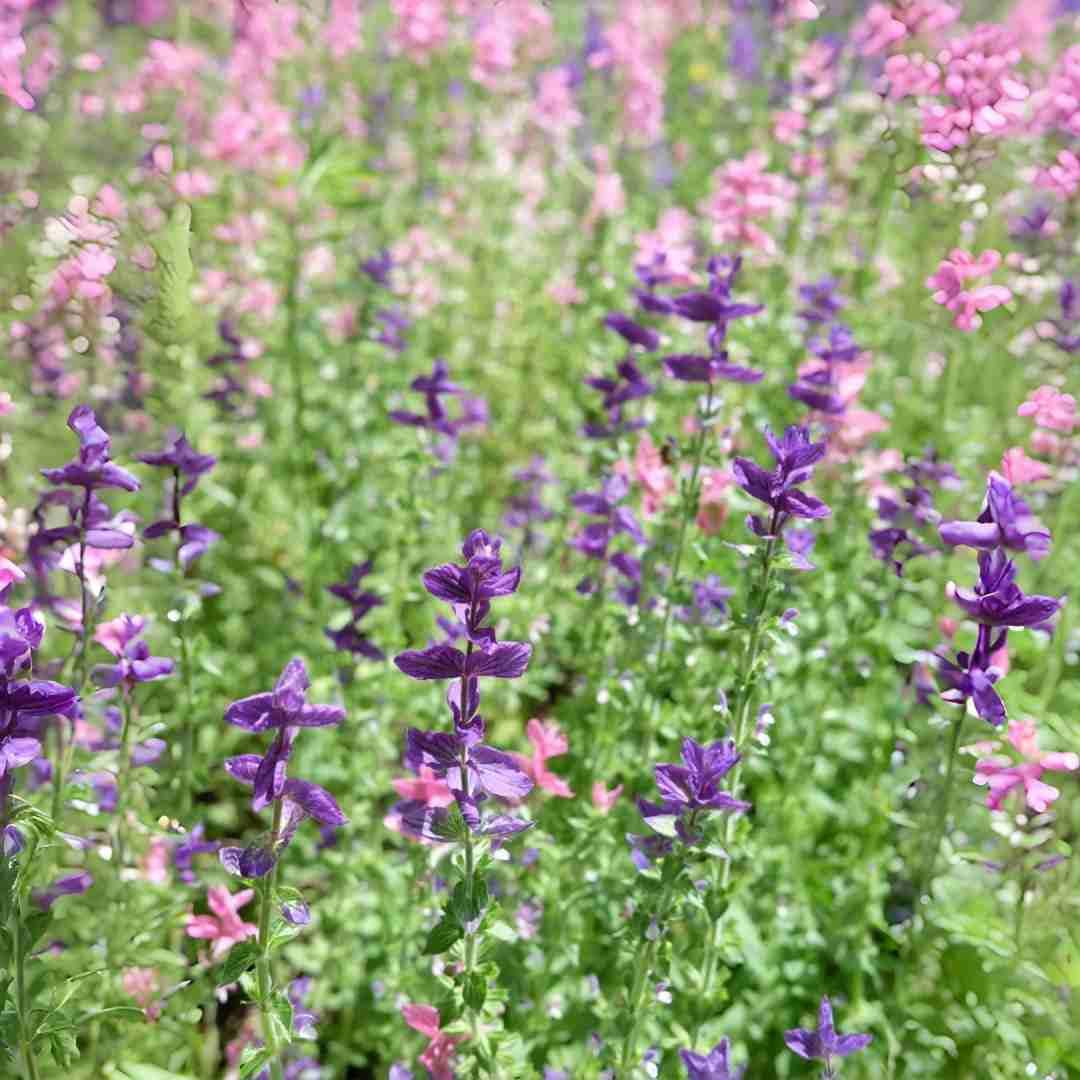 BuggyBeds Baptisia drought-tolerant perennials after establishment for landscapes.