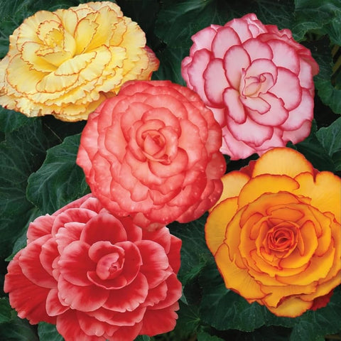 BuggyBeds rex variety leaf-pattern highlights vibrant shade foliage.