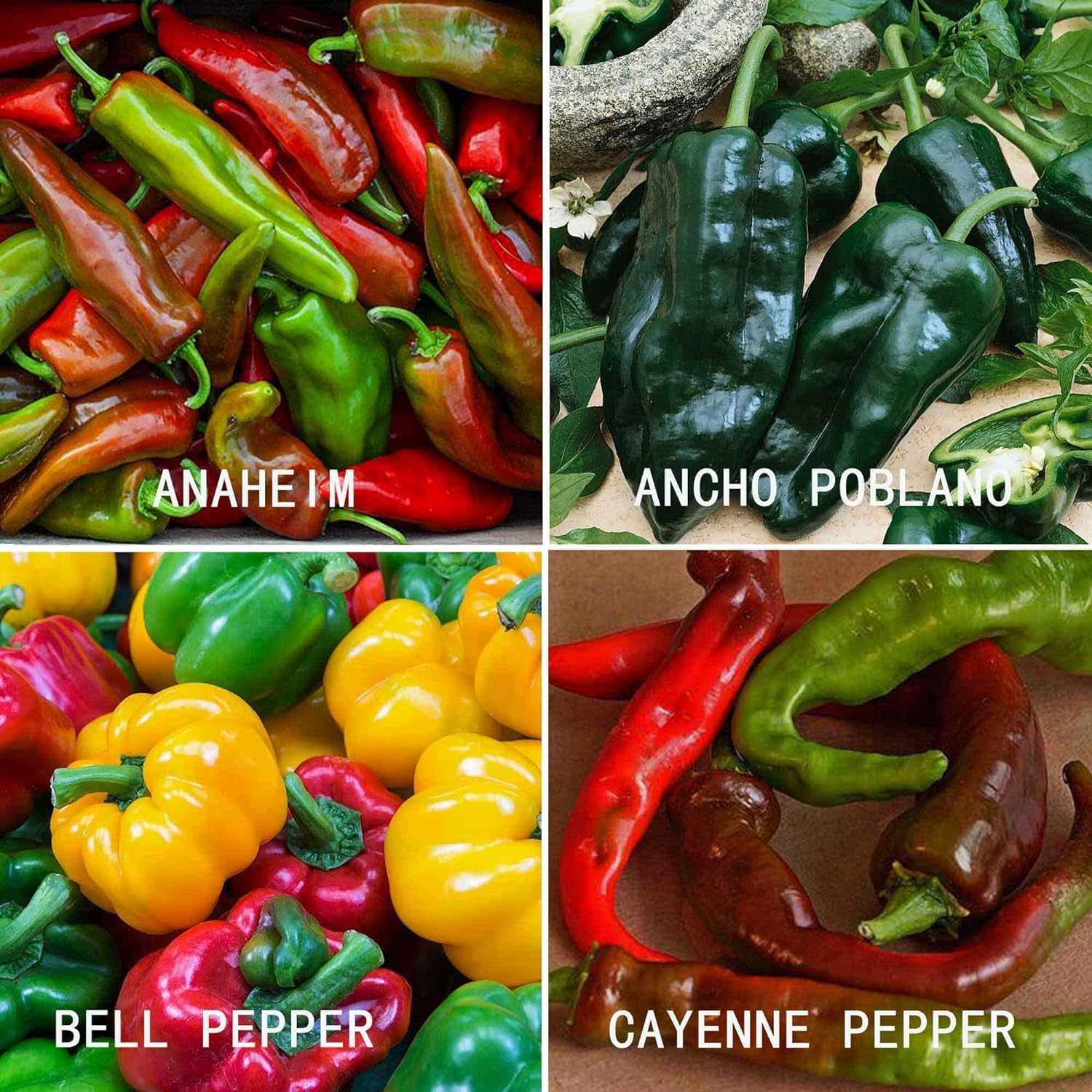 BuggyBeds bell peppers in varied colors ideal for stuffing and fresh prep.