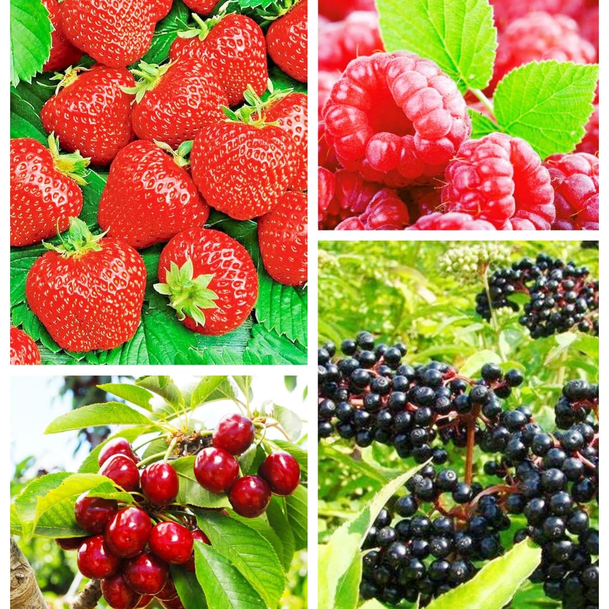 BuggyBeds berry seeds variety pack close-up, ideal for starting a home garden.