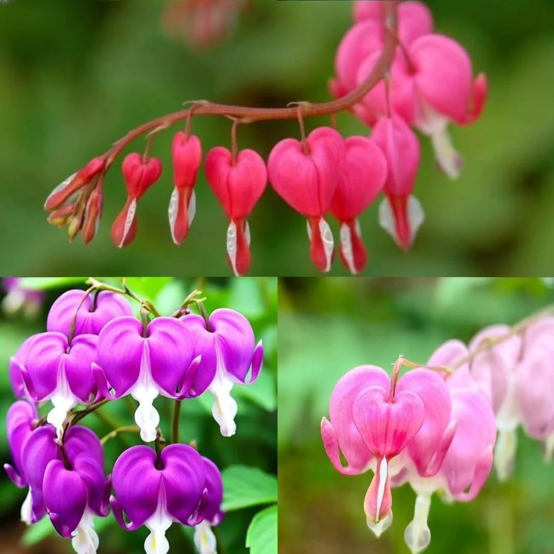 BuggyBeds bleeding heart seeds 150pcs packet in a shaded garden.