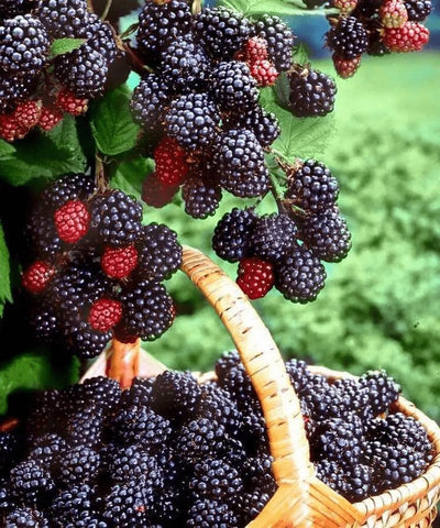 BuggyBeds blueberry seeds 200pc ideal for small, high yield patches