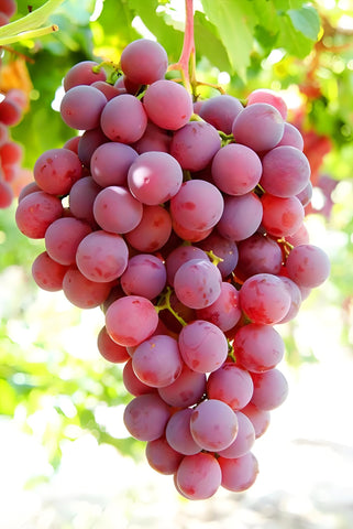 BuggyBeds blueberry seeds pack supports patient, seasonal fruiting in containers.