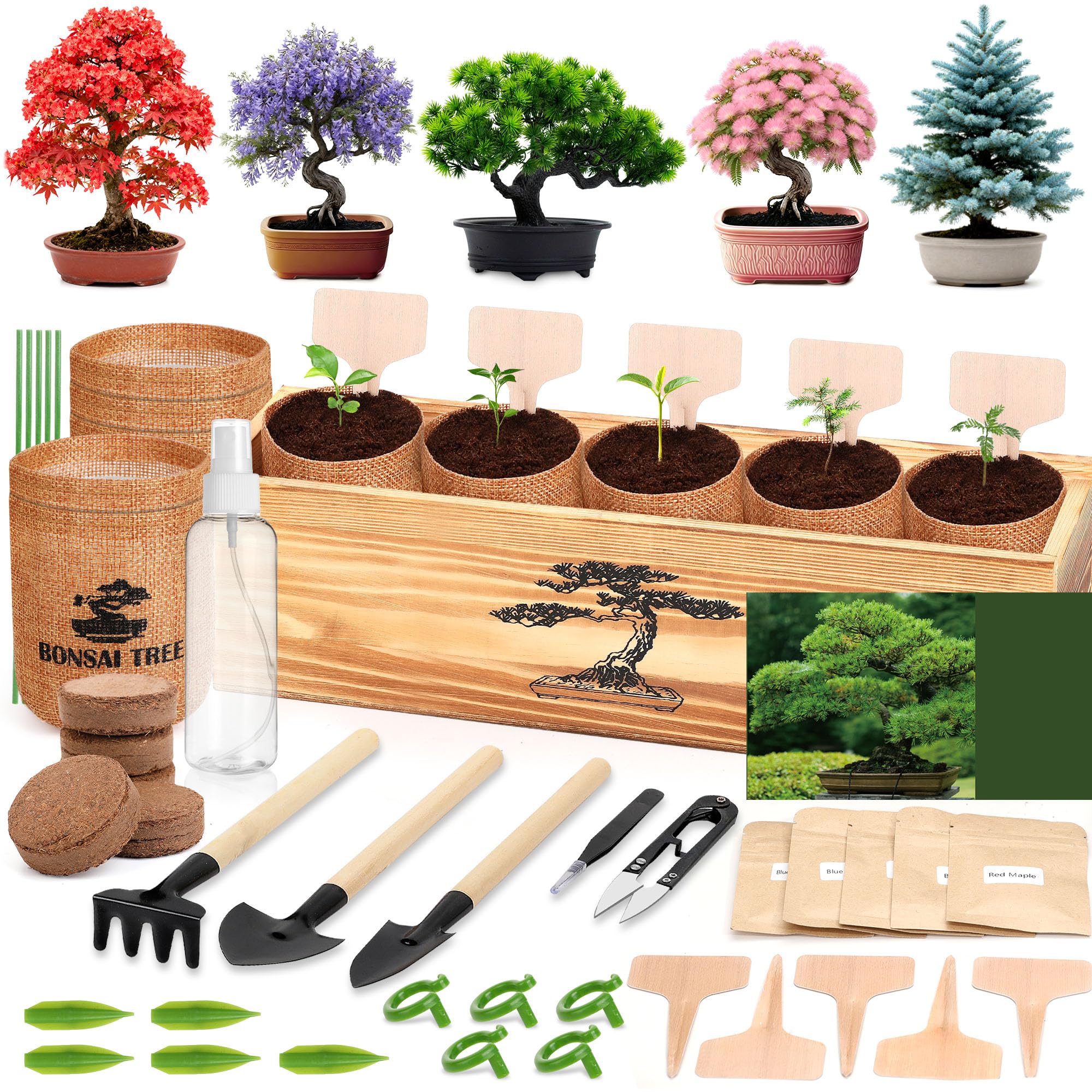 BuggyBeds bonsai kit with wooden box and tools for beginners.