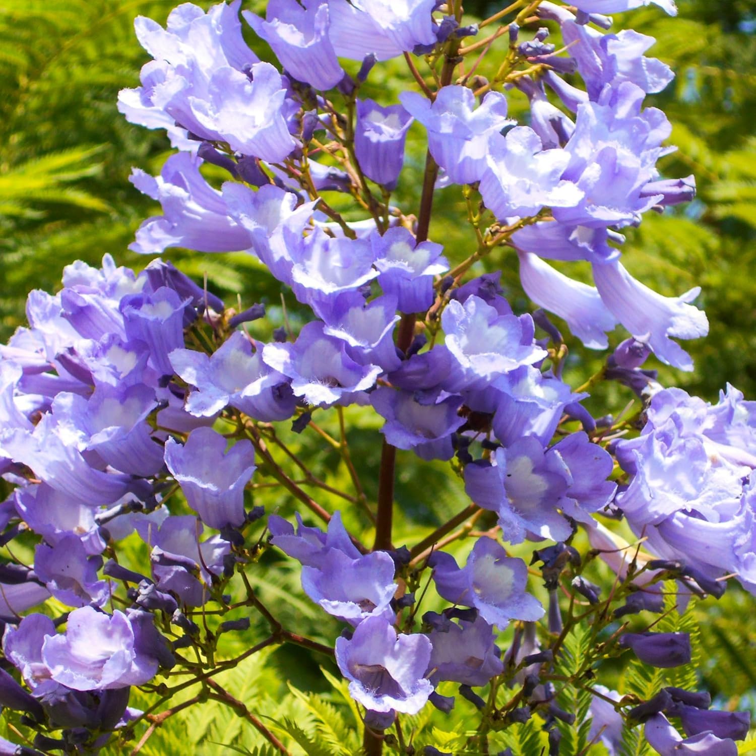 BuggyBeds bonsai-ready jacaranda foliage with fern-like leaves.