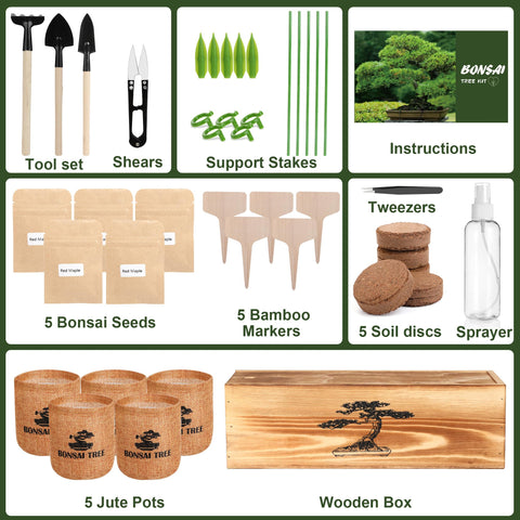 BuggyBeds bonsai seeds variety five varieties for indoor garden.