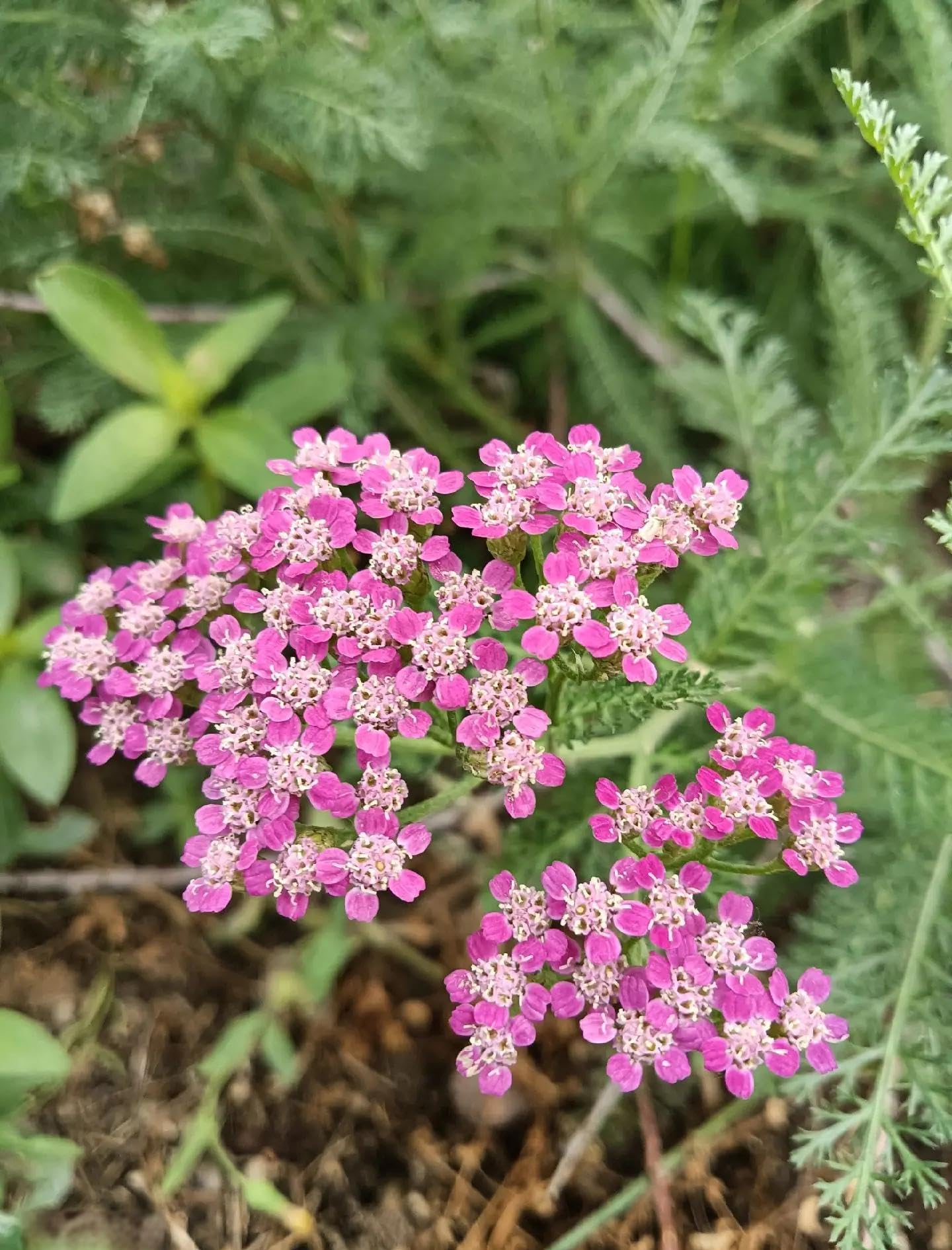 BuggyBeds yarrow border garden view with long-lasting color.