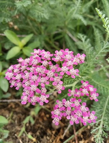 BuggyBeds yarrow border garden view with long-lasting color.