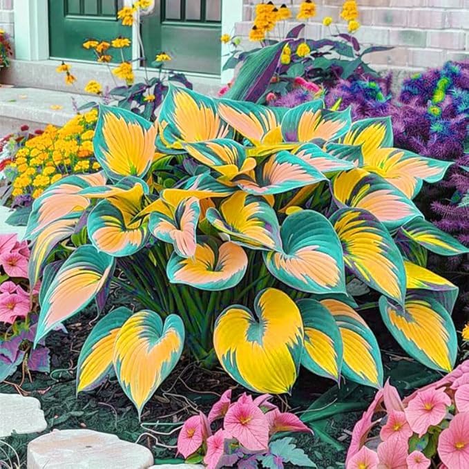 BuggyBeds border planting in shade with hosta for elegant, low-maintenance borders.