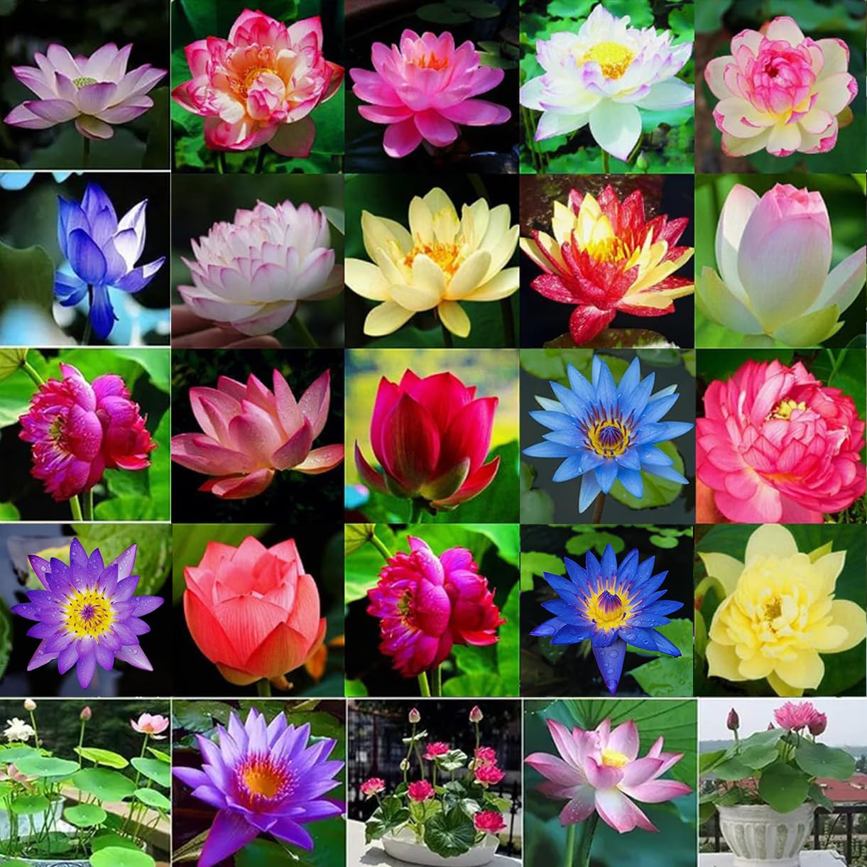 BuggyBeds bowl lotus seeds with colorful blooms for vibrant ponds.