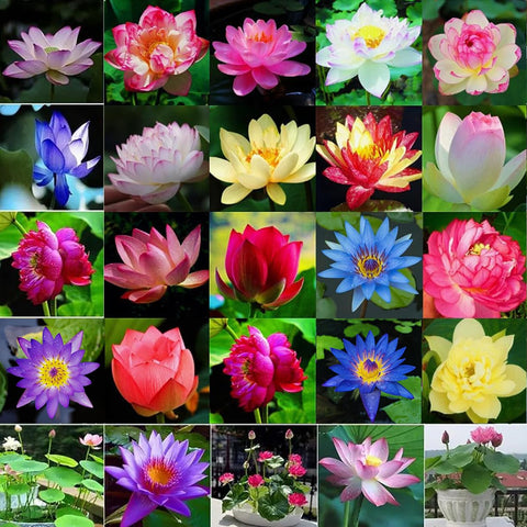 BuggyBeds bowl lotus seeds with colorful blooms for vibrant ponds.