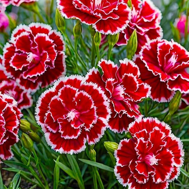BuggyBeds carnation seeds promise continuous blooms for lasting garden color