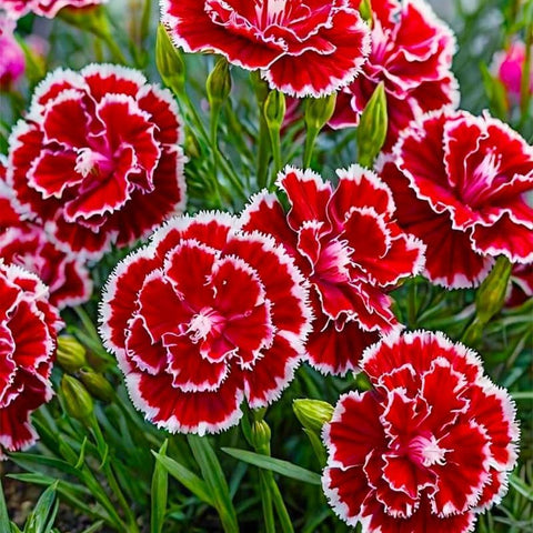 BuggyBeds carnation seeds promise continuous blooms for lasting garden color