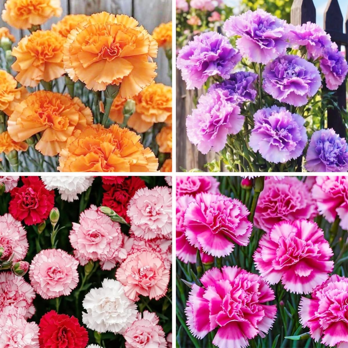 BuggyBeds carnation seeds show fragrant clove pinks in eight colors for vibrant bouquets
