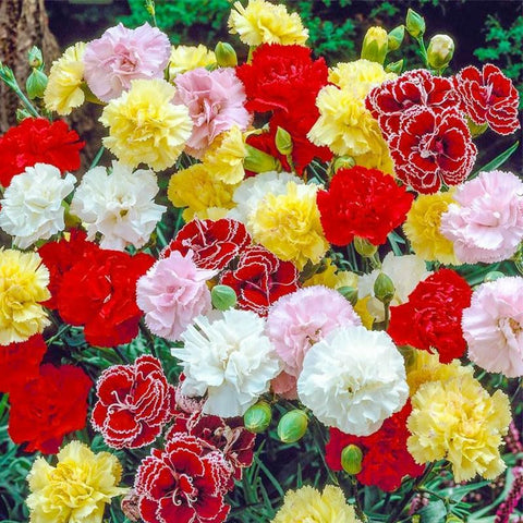 BuggyBeds carnations seeds with long stems ideal for fresh bouquets