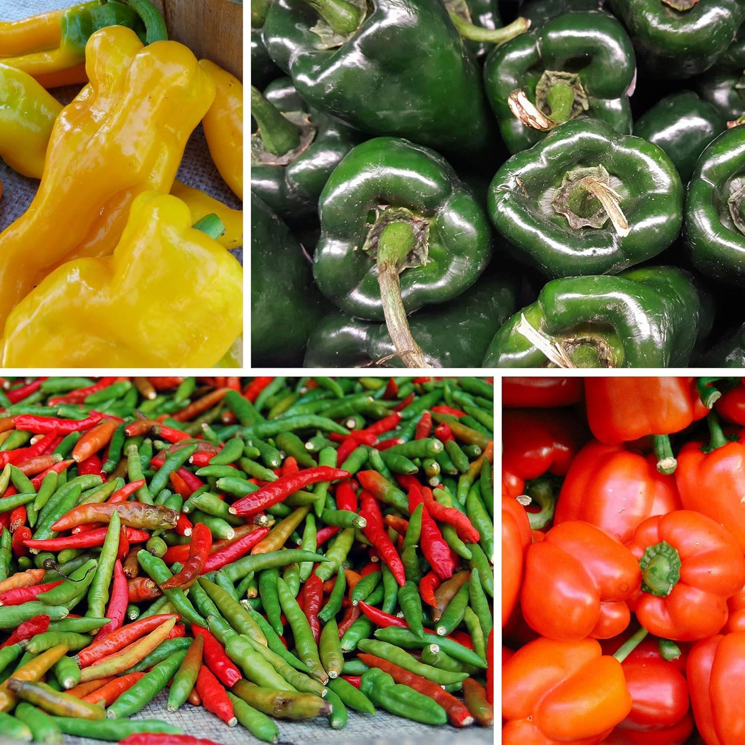 BuggyBeds cayenne peppers with long fruits suited for heat in sauces.