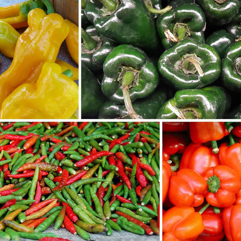 BuggyBeds cayenne peppers with long fruits suited for heat in sauces.