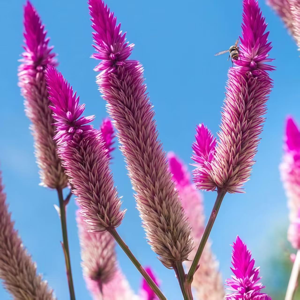 BuggyBeds Celosia Argentea seeds thrive in heat with low water needs.
