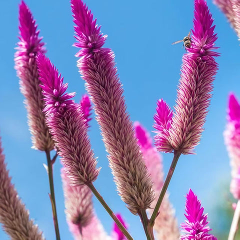 BuggyBeds Celosia Argentea seeds thrive in heat with low water needs.
