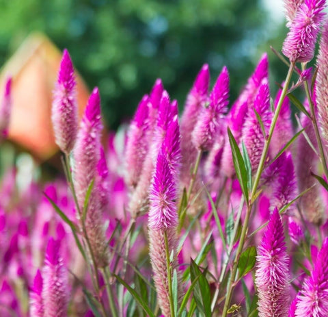 BuggyBeds Celosia Argentea plumes endure for fresh or dried arrangements.