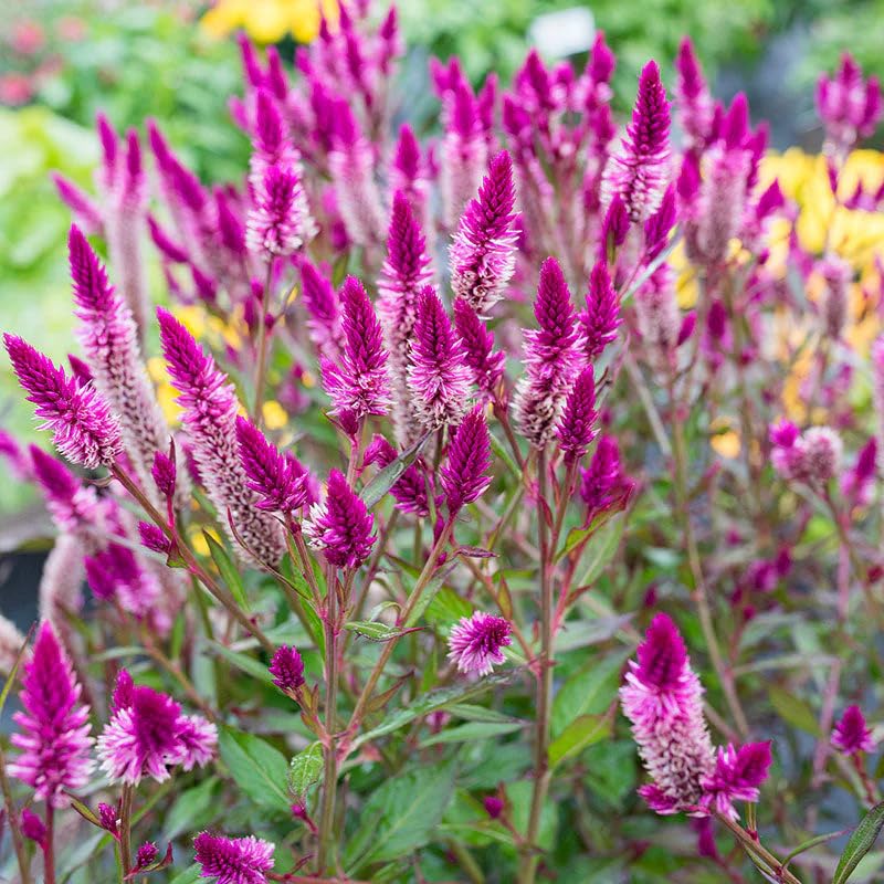 BuggyBeds Celosia Argentea pink plumes brighten containers and borders.