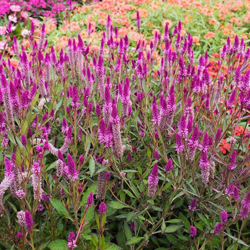 BuggyBeds Celosia Argentea blooms attract bees and butterflies in pollinator gardens.
