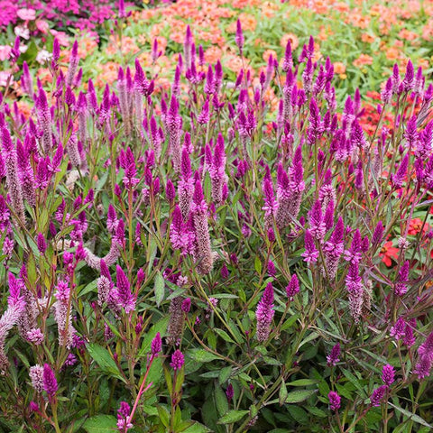 BuggyBeds Celosia Argentea blooms attract bees and butterflies in pollinator gardens.