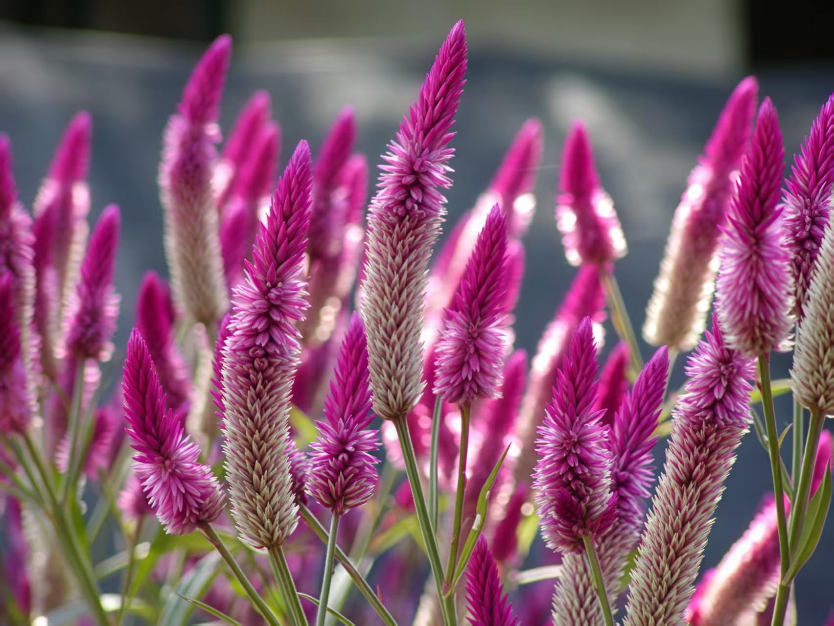BuggyBeds Celosia Argentea tall perennial adds height and color all season.