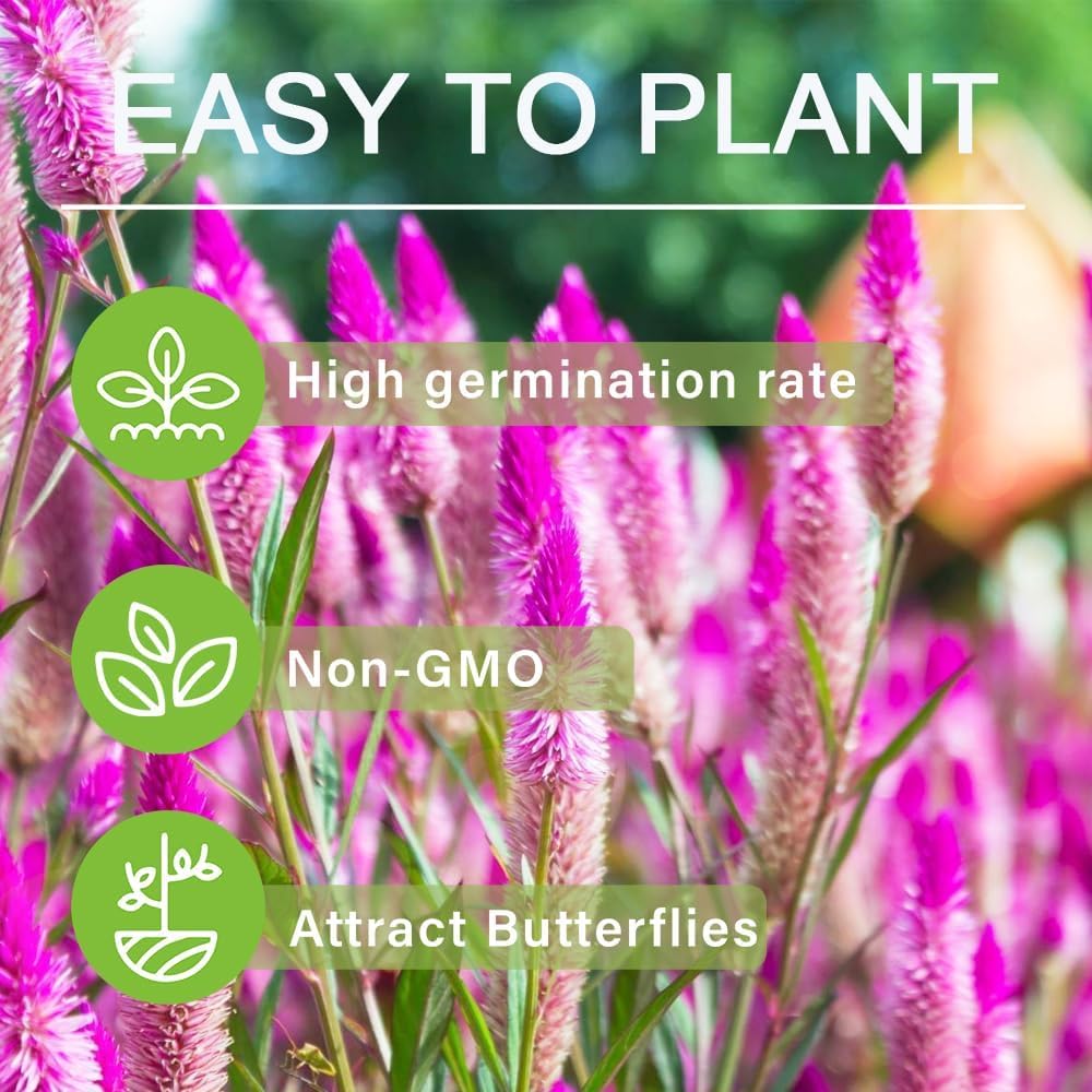 BuggyBeds Celosia Spicata Flamingo blooms suit containers and cut flowers beautifully