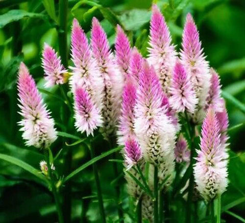 BuggyBeds Celosia Spicata Flamingo ideal for dried arrangements and home décor